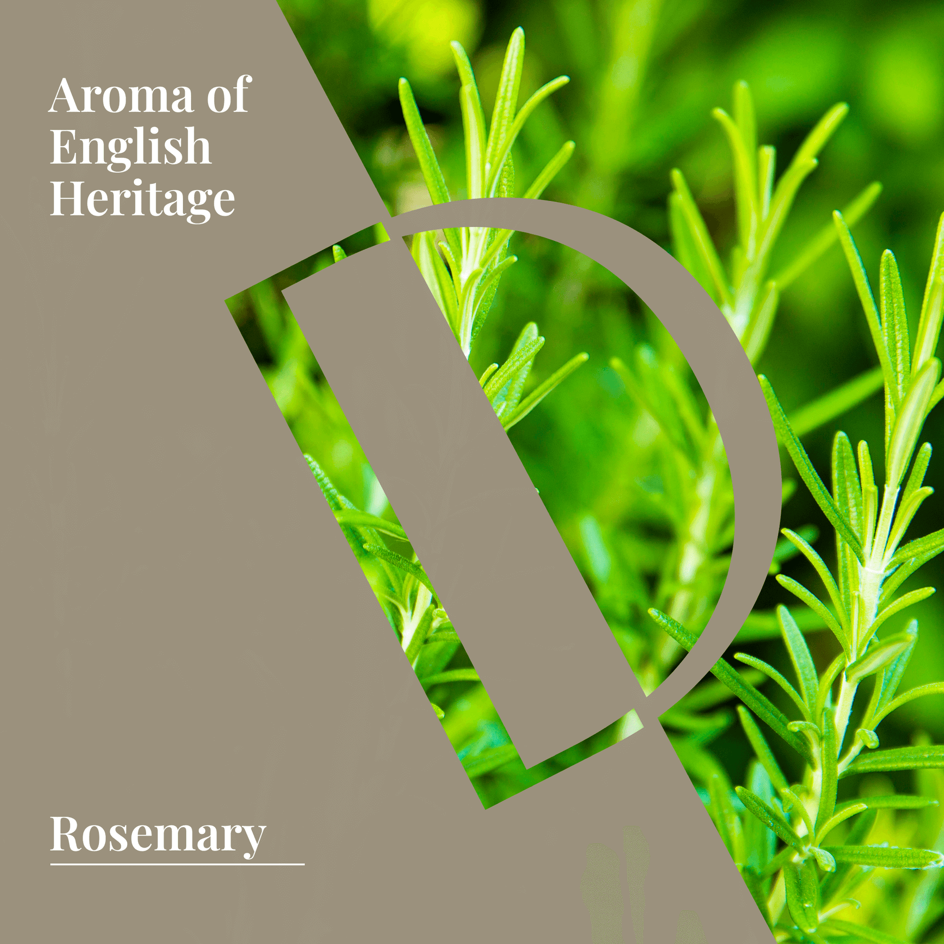 Rosemary Organic Wellness Grade Essential Oil - Delune