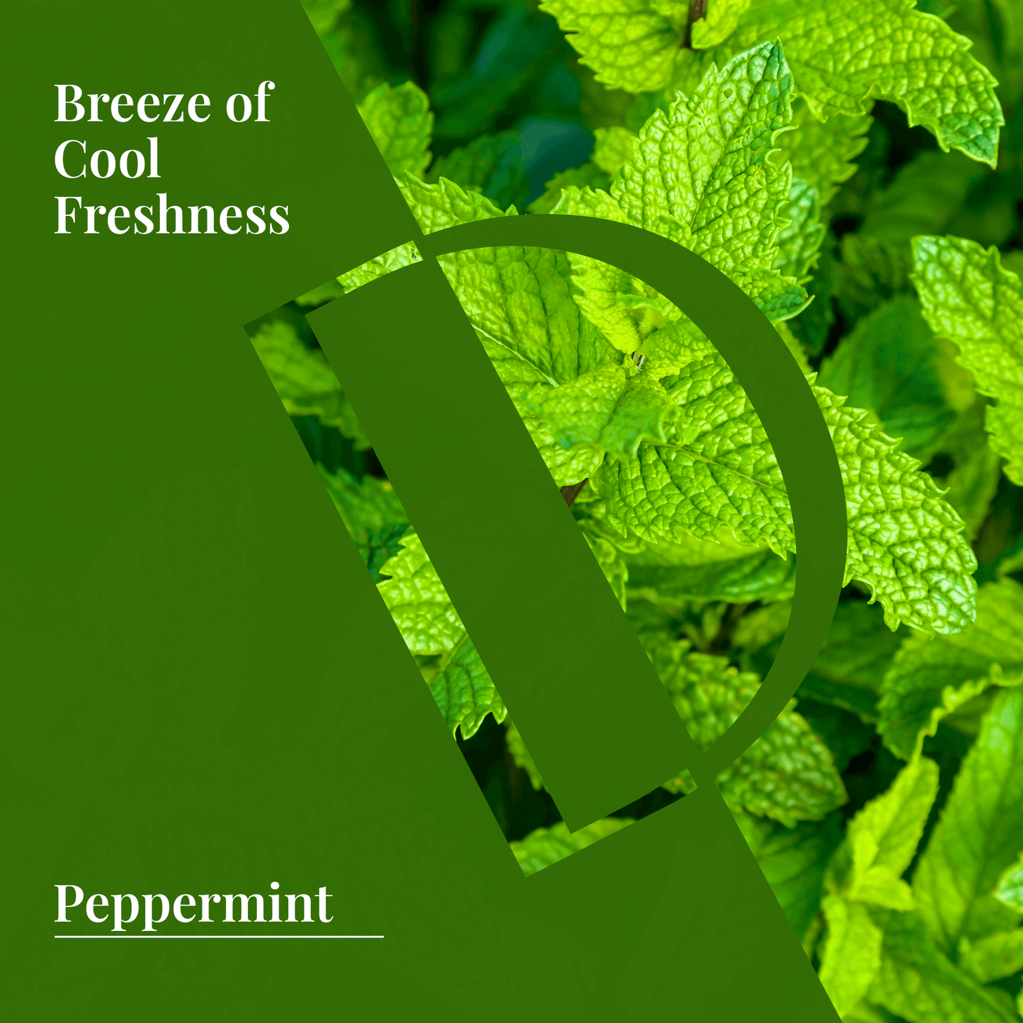 Peppermint Organic Wellness Grade Essential Oil - Delune 