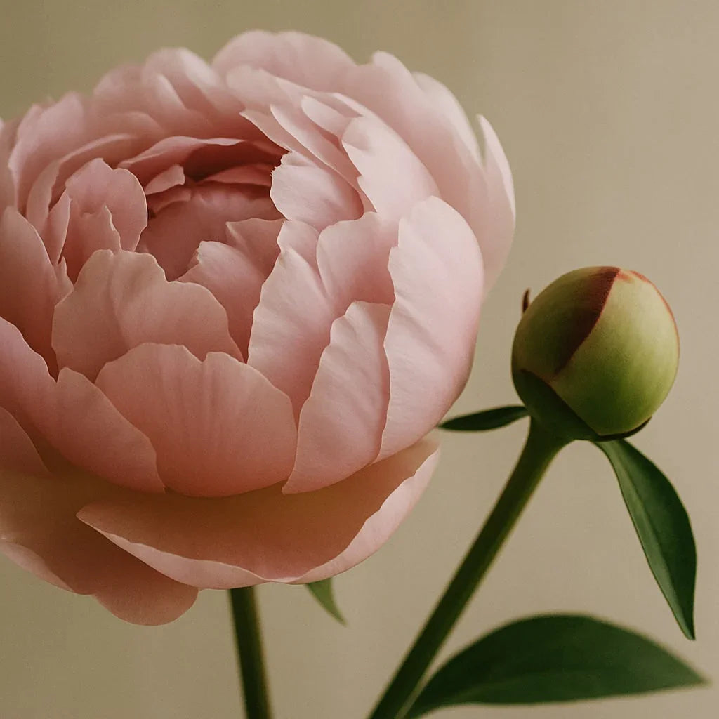 Blush Peony & Suede - Room Spray - Delune 